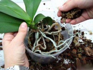Пересадка орхидеи каттлея
