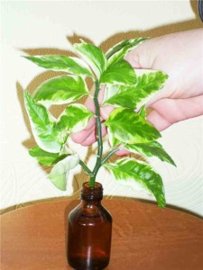 Размножение комнатного растения педилантус