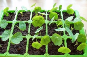 Настурция: выращивание из семян