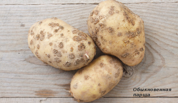 Болезни картофеля: осматриваем клубни