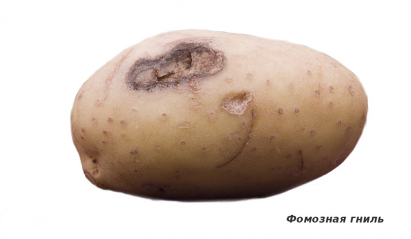 Болезни картофеля: осматриваем клубни