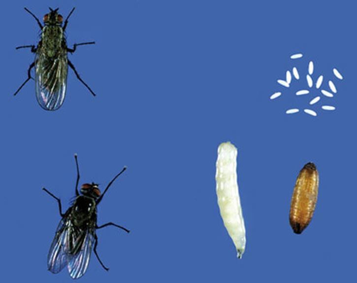 капустная муха и личинки