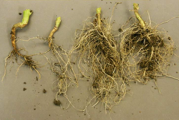 поврежденные и здоровые корни капусты