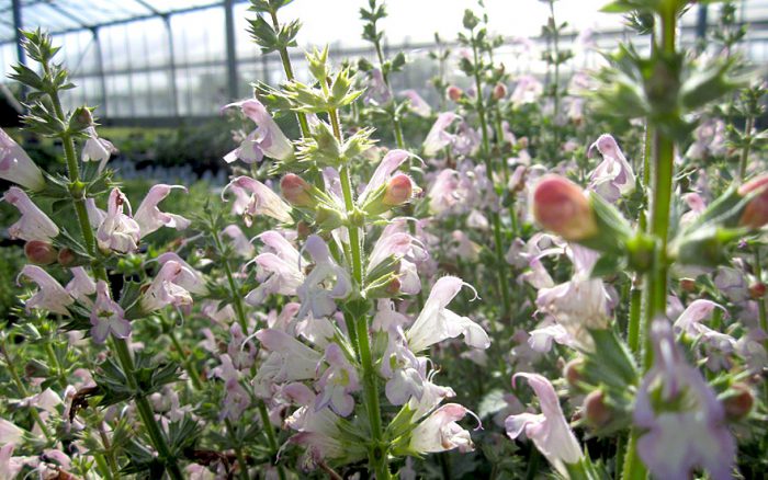 Сальвия одуванчиколистная (Salvia taraxacifolia)