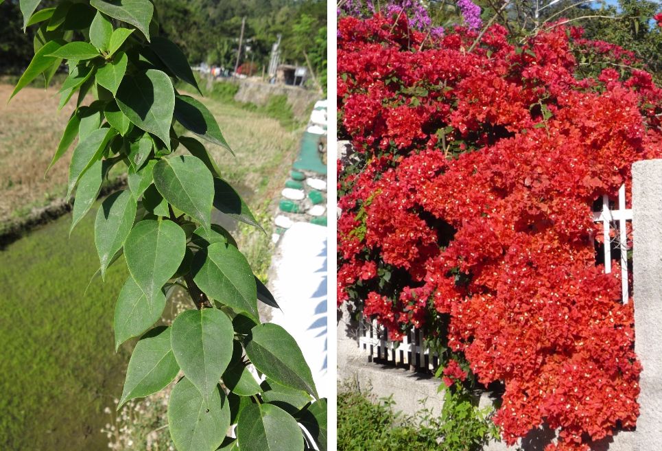 Бугенвиллея - как вырастить бразильскую красавицу в российском саду или квартире