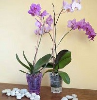 Каким должен быть горшок для орхидеи