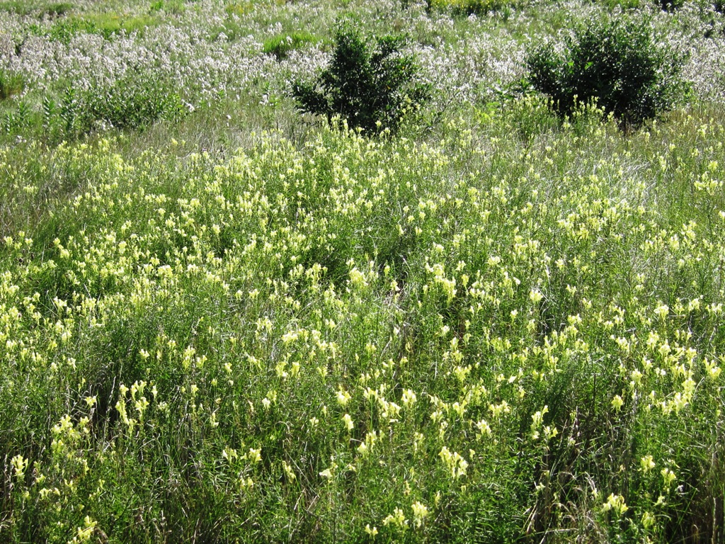Растение-обманка – льнянка обыкновенная и марокканская