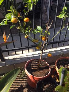 Выращивание мандаринового деревца из косточки дома