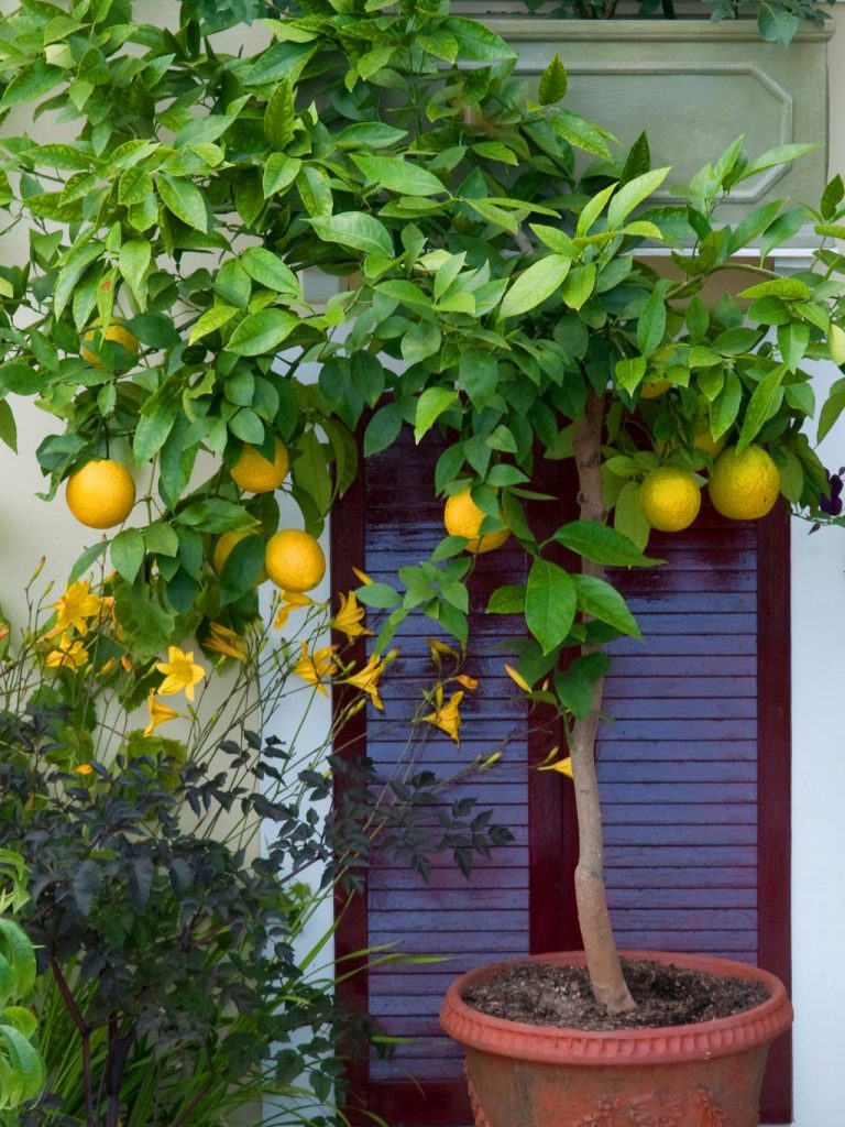 Как вырастить дома апельсин из косточки