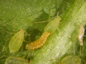 Личинка галлицы Aphidoletes aphidimyza