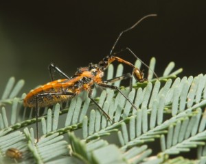 Клоп Gminatus australis с добычей жуком