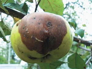 Монилиоз яблони