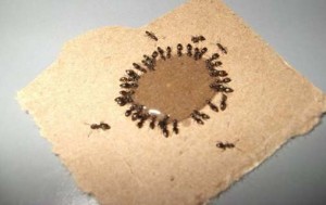 Избавляемся от муравьев на участке и в доме