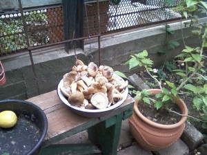 Как вырастить грибы на участке