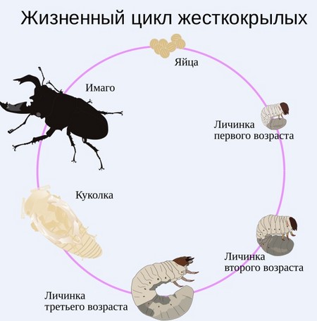 Жизненные циклы насекомого