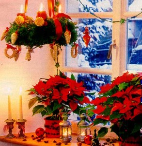 Пуансеттия - Рождественская звезда в доме