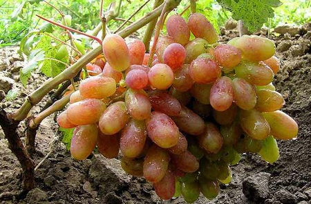 Виноград Виктор – сорт исключительных товарных качеств