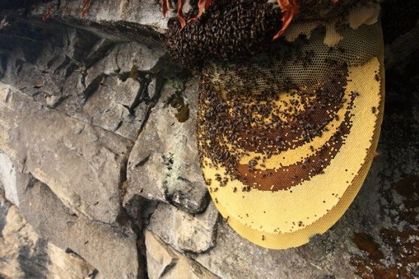Дикие пчелы и горный мёд в сотах