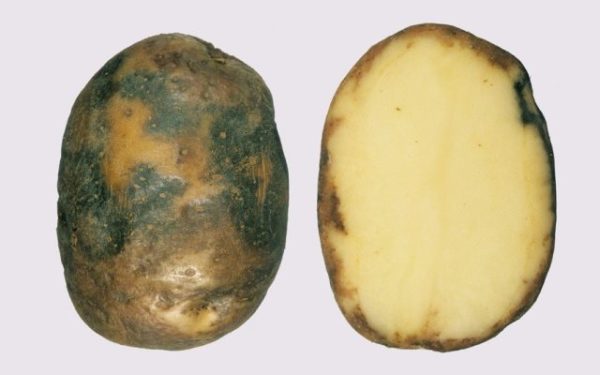 Больной клубень картошки фитофторой