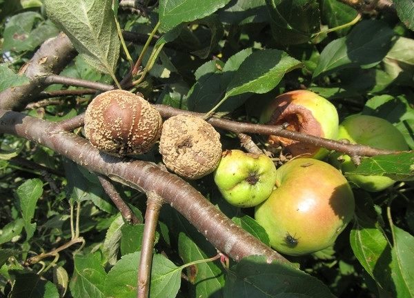 Гниль переходит на другие яблоки через плодоножку