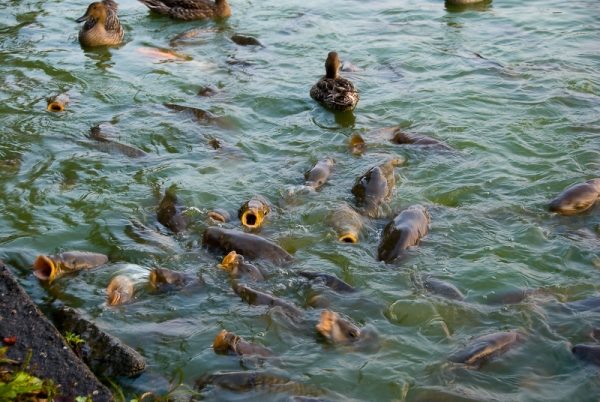 Если карпы получают сбалансированное и полноценное питание, то за 9 месяцев вполне реально вырастить полукилограммовую рыбку