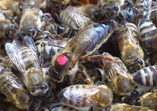 Помечивание пчеломатки