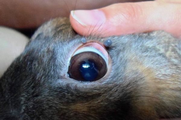 Существующие болезни глаз у кроликов