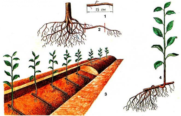 Побег отделяется от основных корней материнской сливы, помещается в хорошо увлажненную почву, верхушка прищипывается