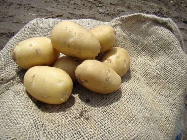 Картофель Наяда