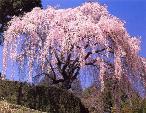 Вишня-сакура относится к декоративным растениям, ее плоды не пригодны для приема в пищу
