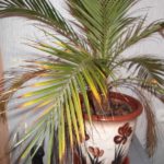 Засохшие коричневатые кончики листьев пальмы