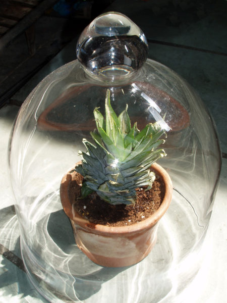 Посадка верхушки ананаса в горошок под стеклянный колпак