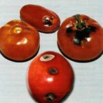 Альтернариоз на томатах
