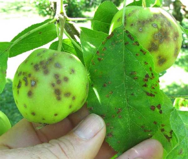 Признаки черного рака на плодах и листьях яблони