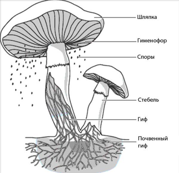 Размножаются шляпочные грибы спорами