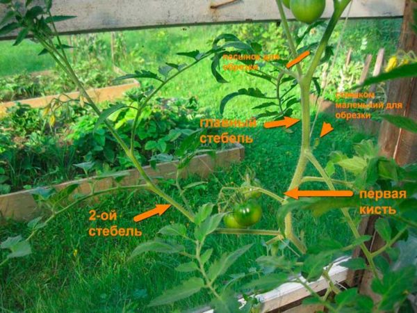 Схема удаления лишних побегов на помидорах