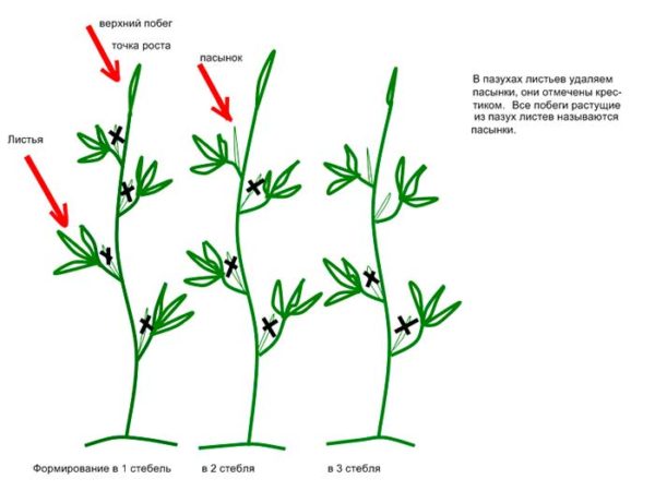 Схема формирования кустов в 1-2-3 стебля