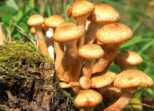 Опята считаются самыми вкусными и ароматными грибами