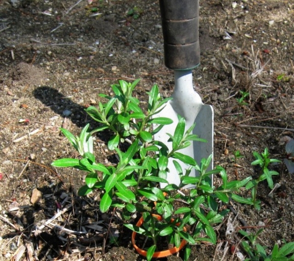 Облепиха предпочитает нейтральные или щелочные почвы, не переносит соседства с другими растениями