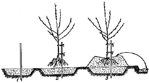 Схема высадки абрикоса на холм