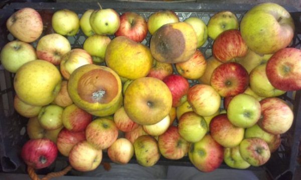 Плодовая гниль распространяется даже в процессе хранения яблок