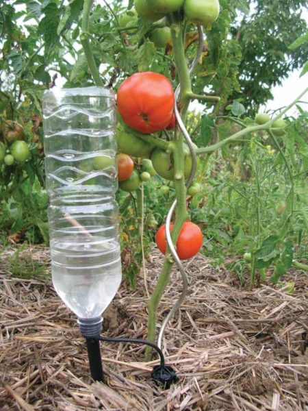 Капельный полив томатов из пластиковой бутылки