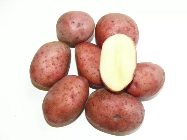 Клубни картофеля Любава