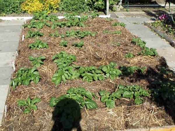 Окучивание кустов картофеля производится компостом из сорняков