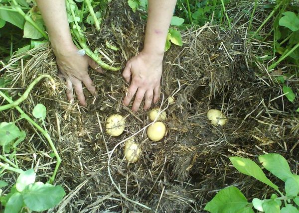 При сборе урожая нужно сдвинуть компост, собрать клубни и задвинуть его обратно