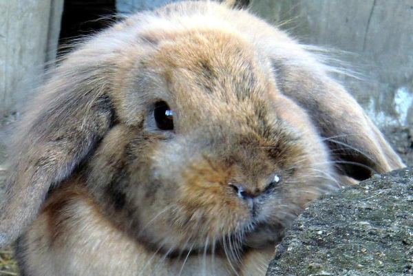 Причина ринита у кроликов - аллергия на сено