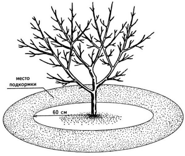 Схема внесения удобрений в приствольный круг вишни