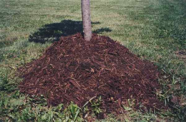 Мульчирование почвы поможет защитить корни вишни от морозов