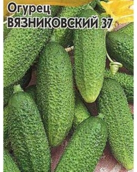 Сорт огурцов Вязниковский