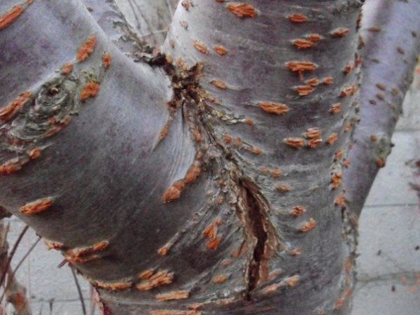 Механическое повреждение коры вишни